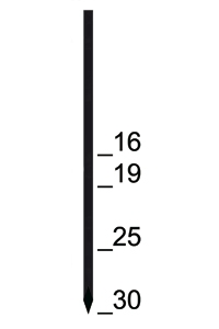 type GA